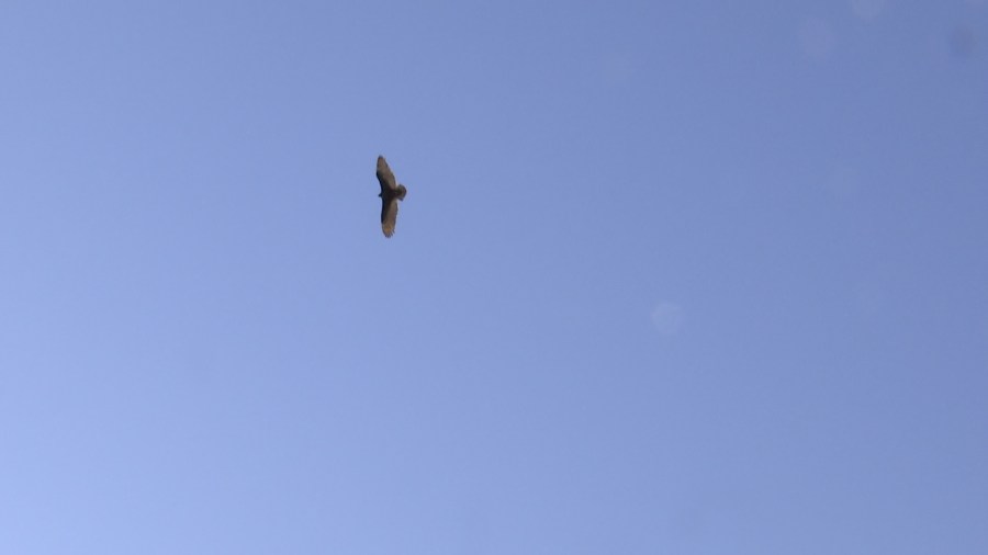 West Virginia Botanic Garden hosts Great Backyard Bird Count Event Yahoo news home