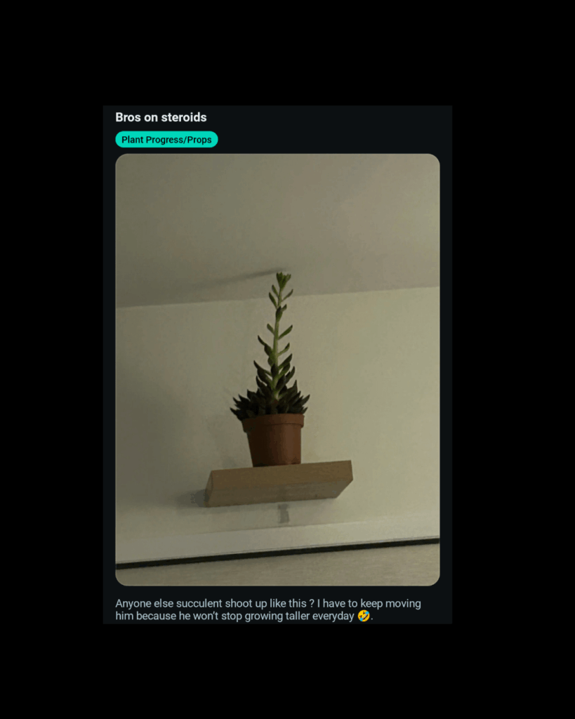 I keep moving it to darker and darker corners and it keeps growing!