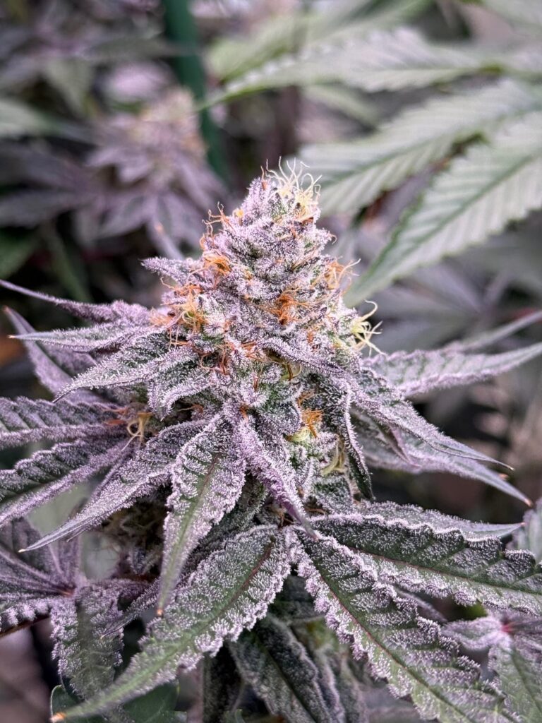 Tagalongz (3rd coast genetics) and platinum dosidos (in house genetics)