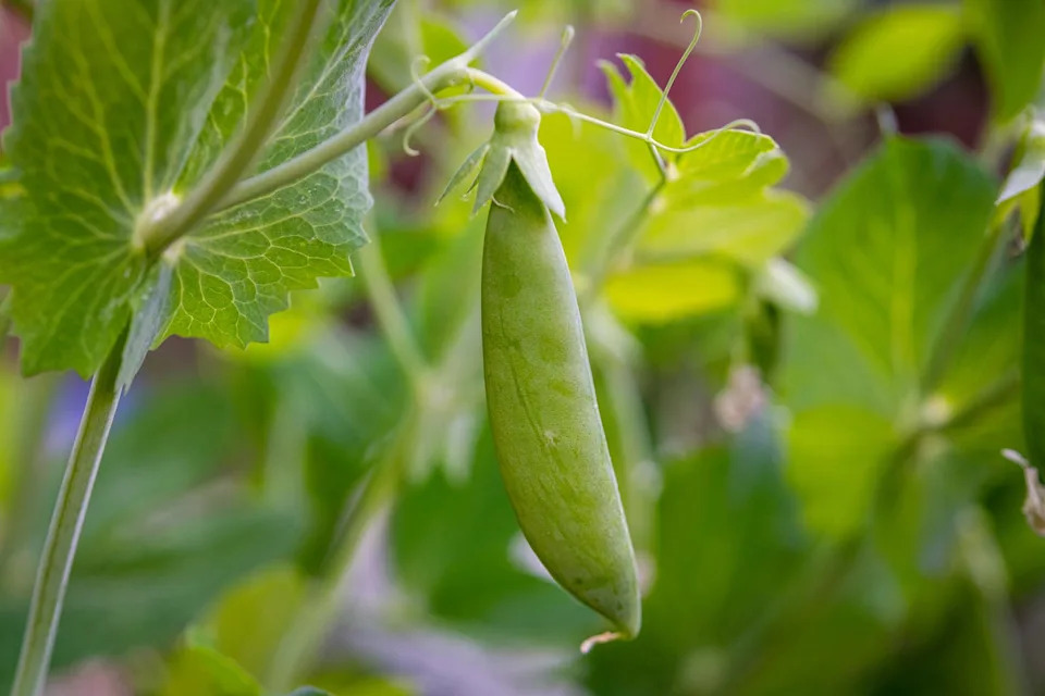 Photo credit: Yiming Chen - Getty Images
