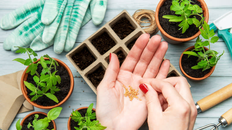 person holding seeds above seed starting tray beside young tomato plants