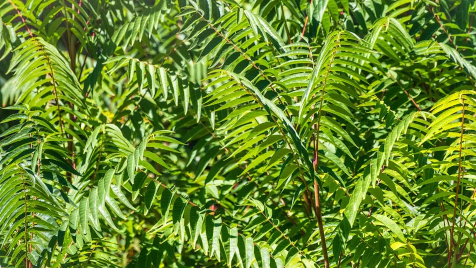 Green leaves of the Ailanthus altissima tree. Ailanthus altissima, commonly known as tree of heaven, ailanthus, varnish tree, or as chouchun