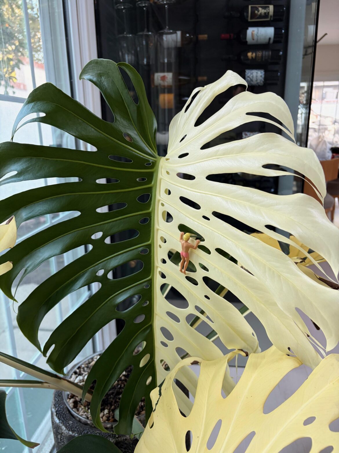 Satisfying 'Half-Moon' LF Deliciosa Albo