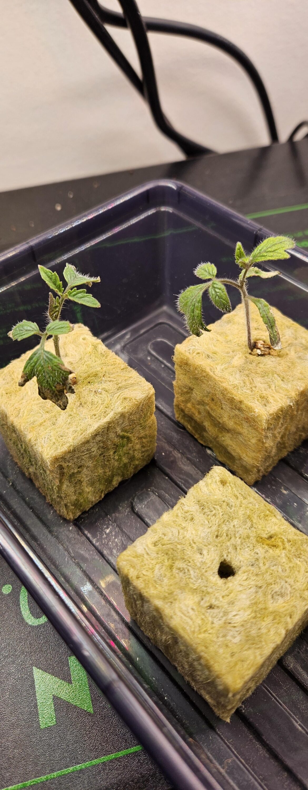 Black Cherry Tomato seedlings having issues