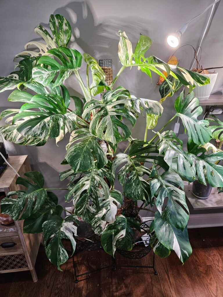 My Monstera Addiction