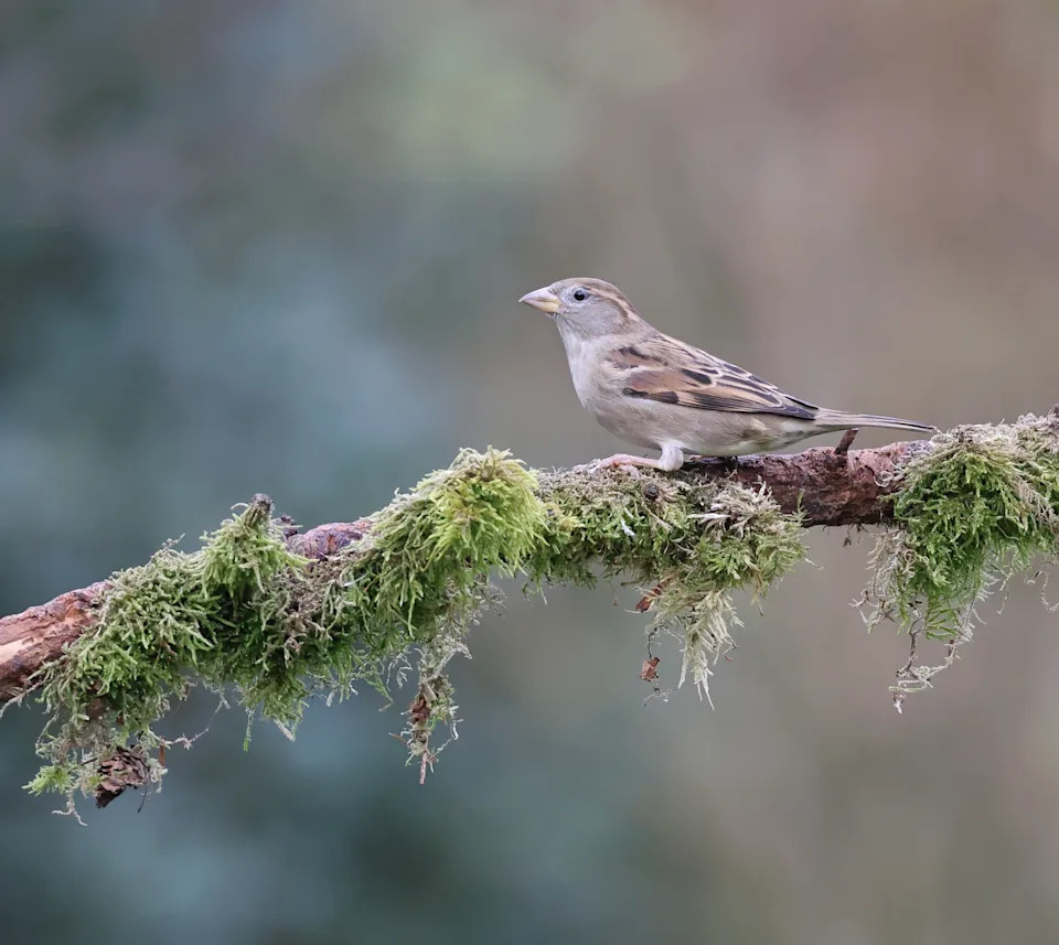 L14-16cm.Breeds in proximity of humans both in rural and in urban areas.Is therefore well known, and often thought of as the most numerous bird, which is far from the case. Resident.Social, even when breeding, occurring in dense flocks.Nests under roof tiles, in air duct, recess, sometimes in tree.This is a common Species in the Netherlands, although is declining in numbers for the last Decades.