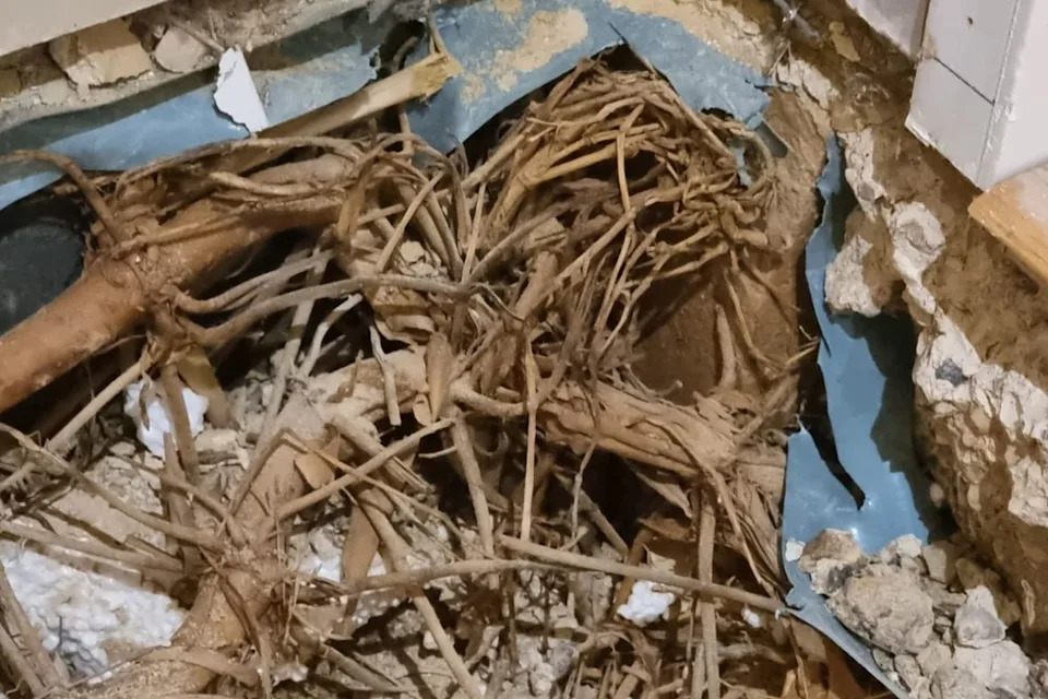 Shot of a home's floor ripped up to reveal a tangled cluster of bamboo runners growing underneath.