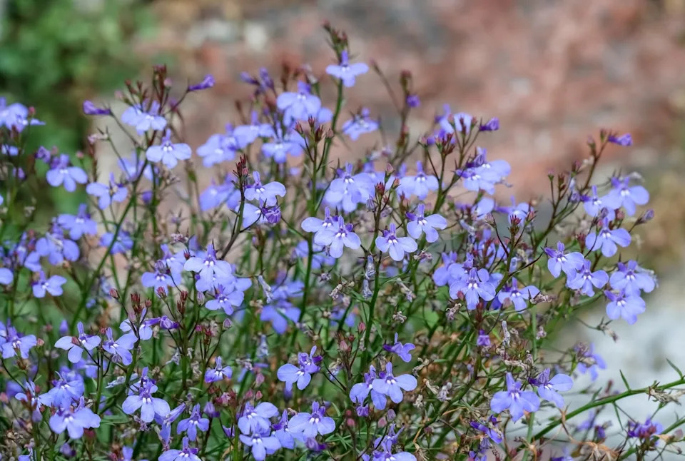 blue lobelia flowers. lobelia erinus is a beautiful low growing, herbaceous flowering plant in the campanulaceae family. summer flowery field.