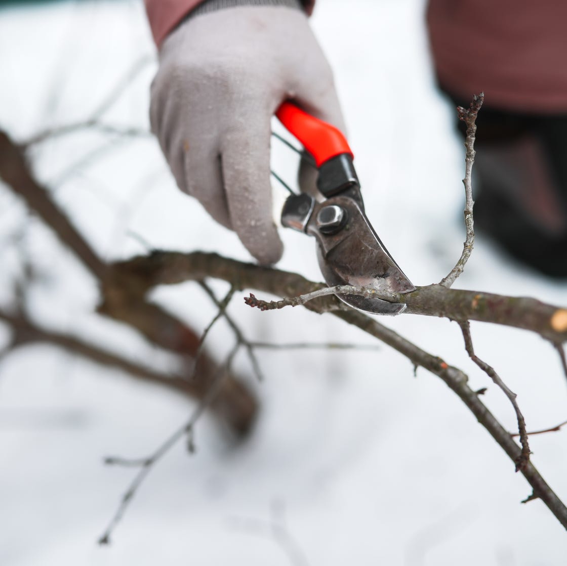 Winter pruning of trees and shrubs.