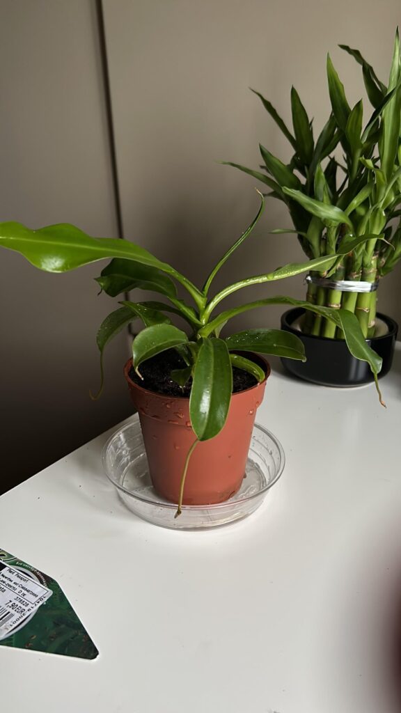 New plant