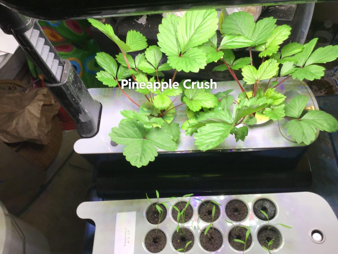 Alpine Strawberries in Aerogarden Sprout