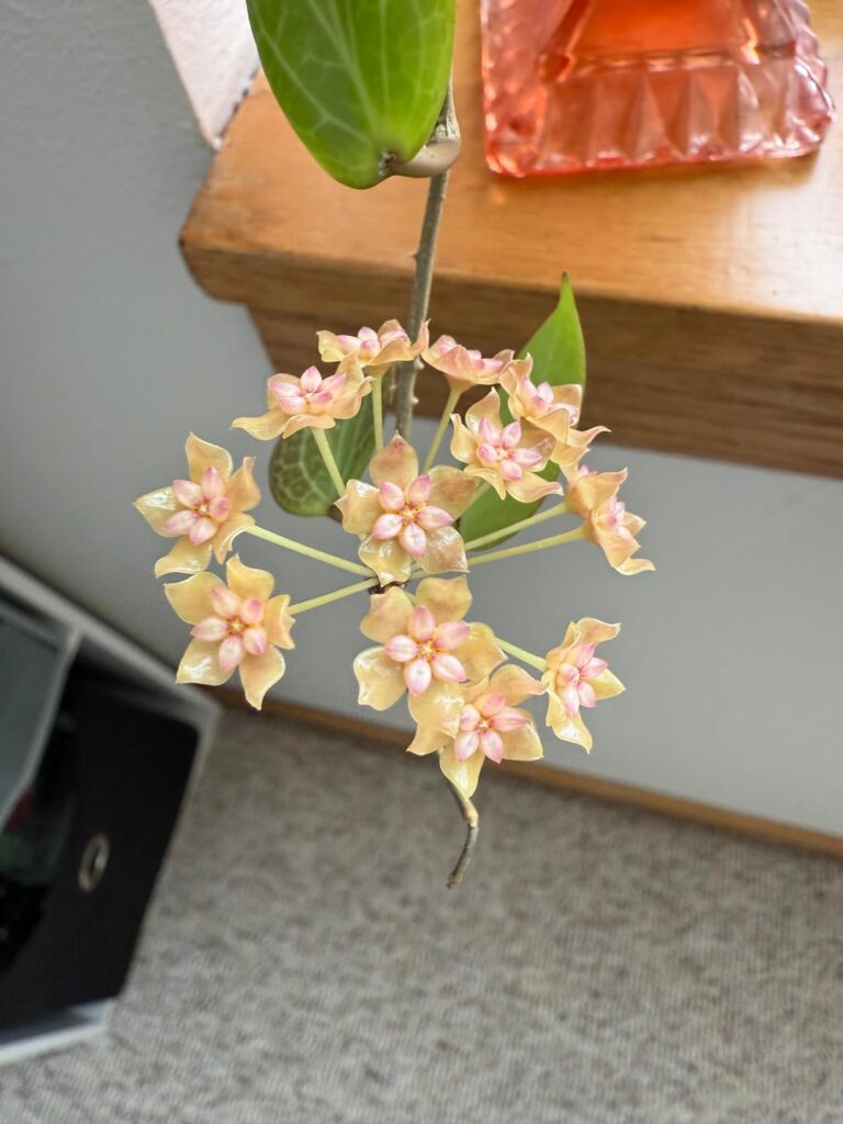 first blooms ever