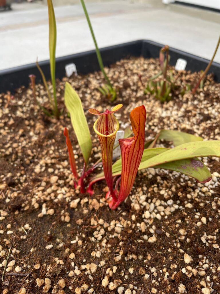 Oreophila pitchers opening prematurely?