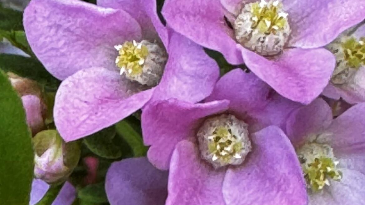 Sabrina Hahn: New CSIRO research sheds light on remarkable relationship between boronias and South West moth Sabrina Hahn: New CSIRO research sheds light on remarkable relationship between boronias and South West moth