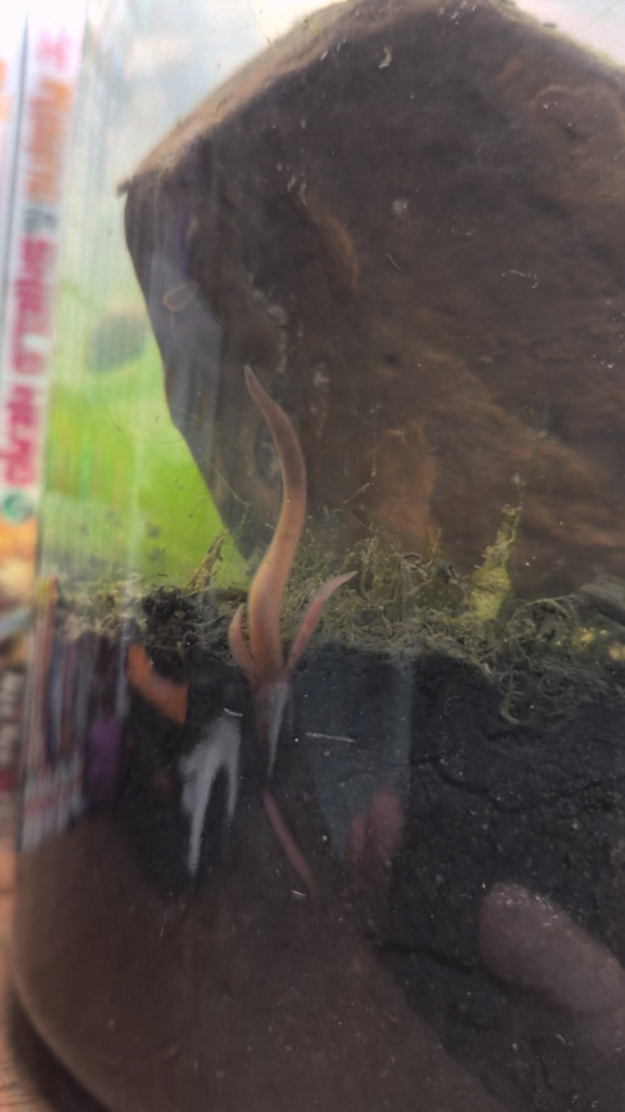 First echosphere, what's in it?