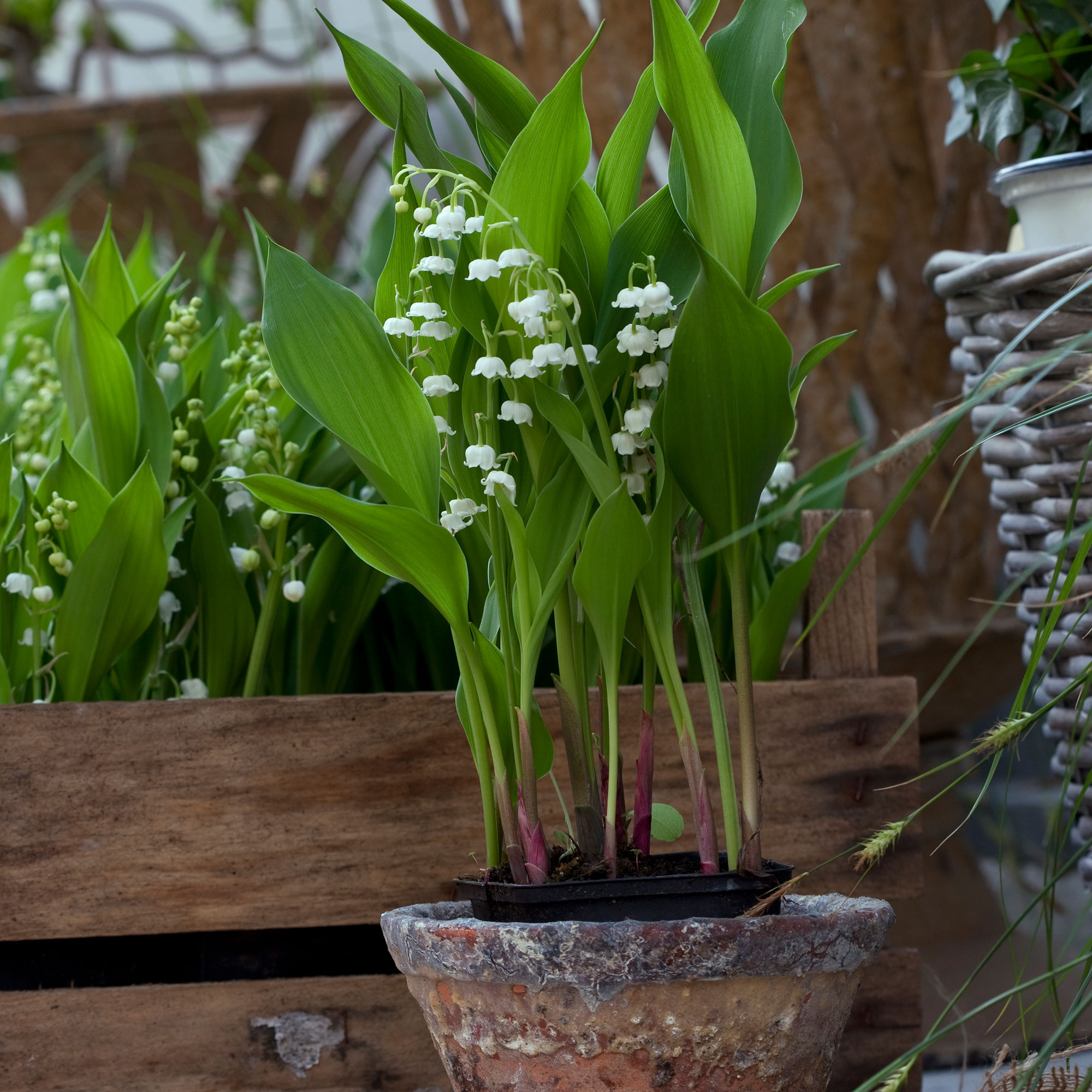 Lily of the valley in a rustic pot