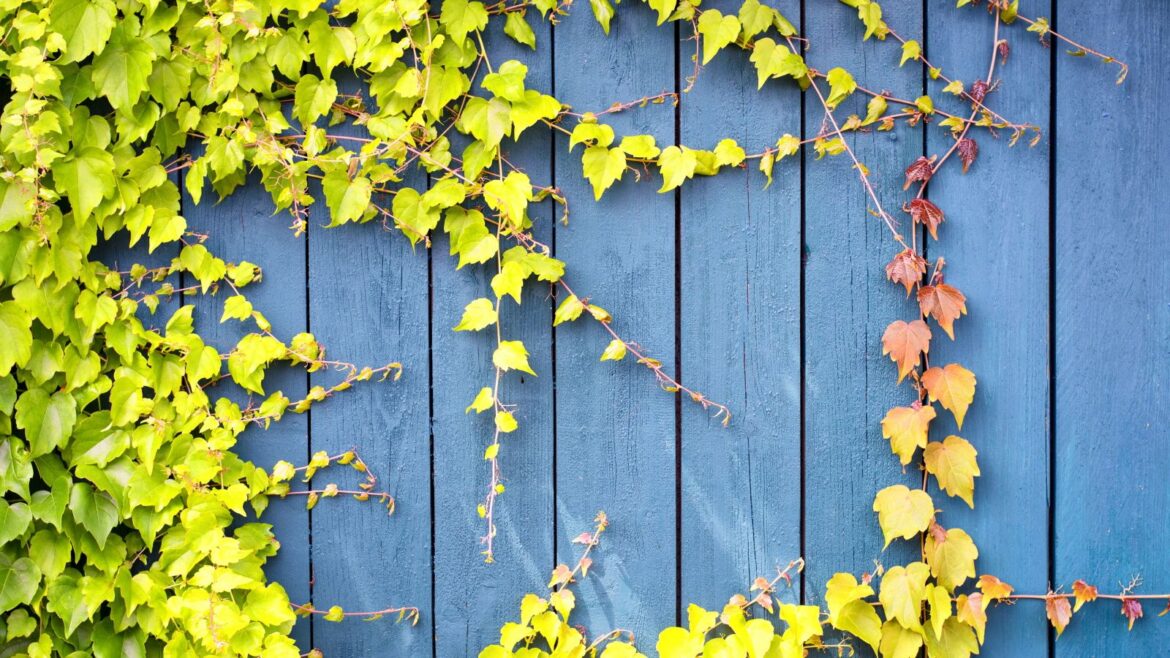 Invasive Climbers That Are Easier to Remove in March How to get rid of ivy on a fence