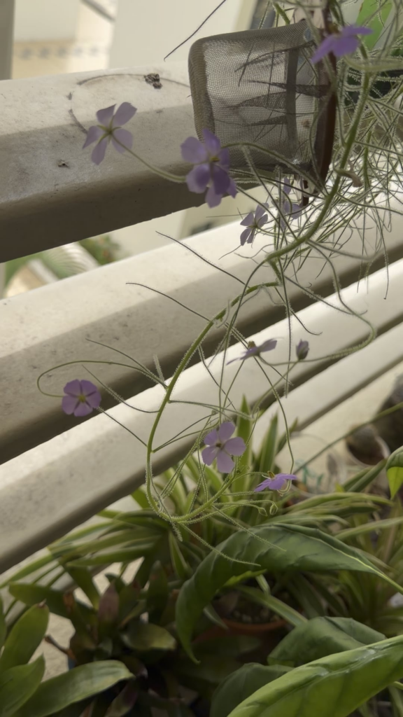 Anyone growing byblis liniflora? Looking for tips to keep them neat and tidy - trellis? Moss poles? someone said to keep trimming and growing into new pots but space is limited.