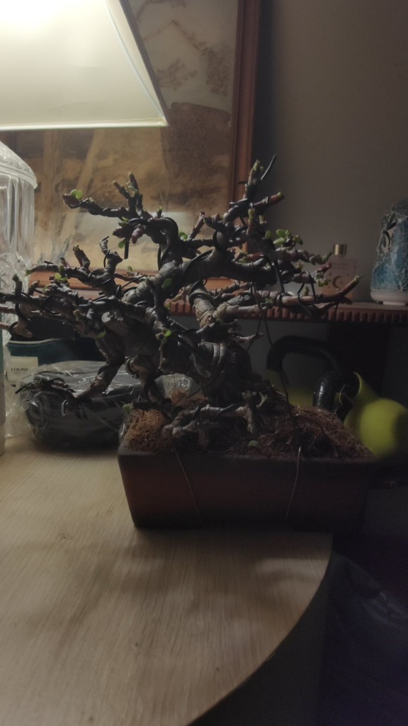 Defoliated and wired Portulacaria afra