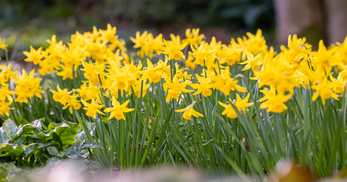 What’s happening in UK gardens right now – and why spring could arrive weeks early | The latest National and International News What's happening in UK gardens right now - and why spring could arrive weeks early | The latest National and International News