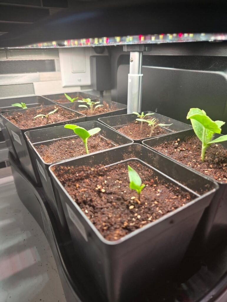 I will be planting my tomato and pepper starts soon. Last year I had them under the grow lights at night and off during the day. This didn't seem to cause any issues for me but I read a lot of people saying that it isn't good to do this. Thoughts?