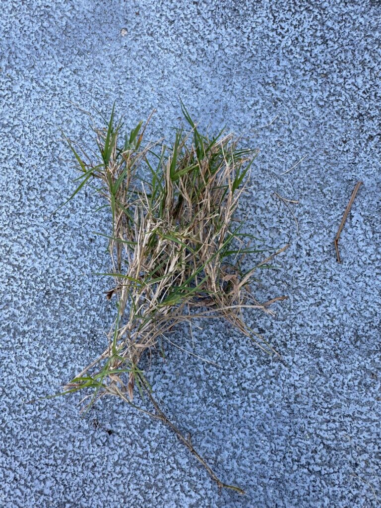 Help with SW Florida Weeds