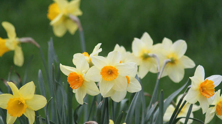 Daffodils blooming in spring.