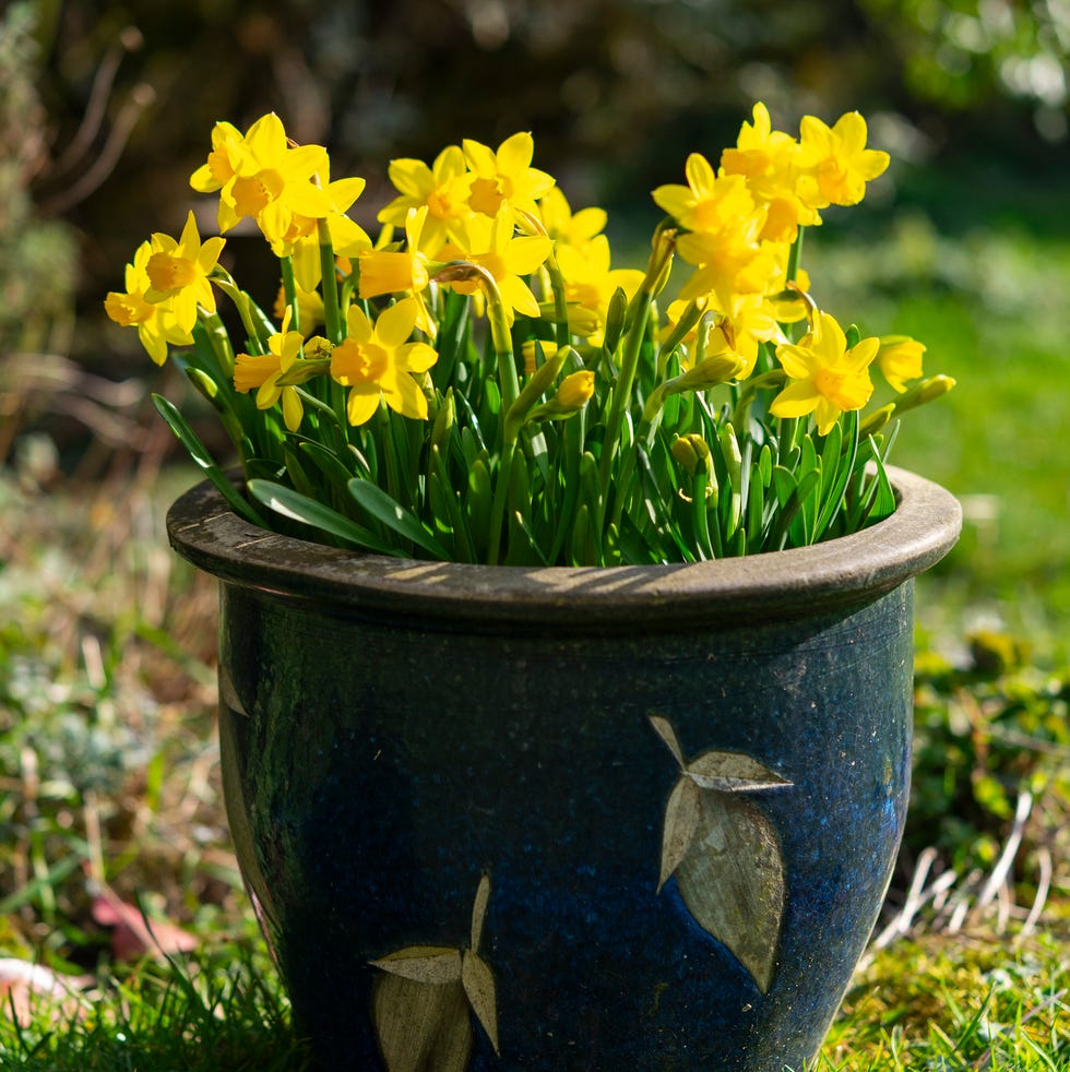 Narcissus 'Tete-a-tete' flowering in early spring a very popular variety of dwarf daffodil with bright yellow flowers which is often used in containers