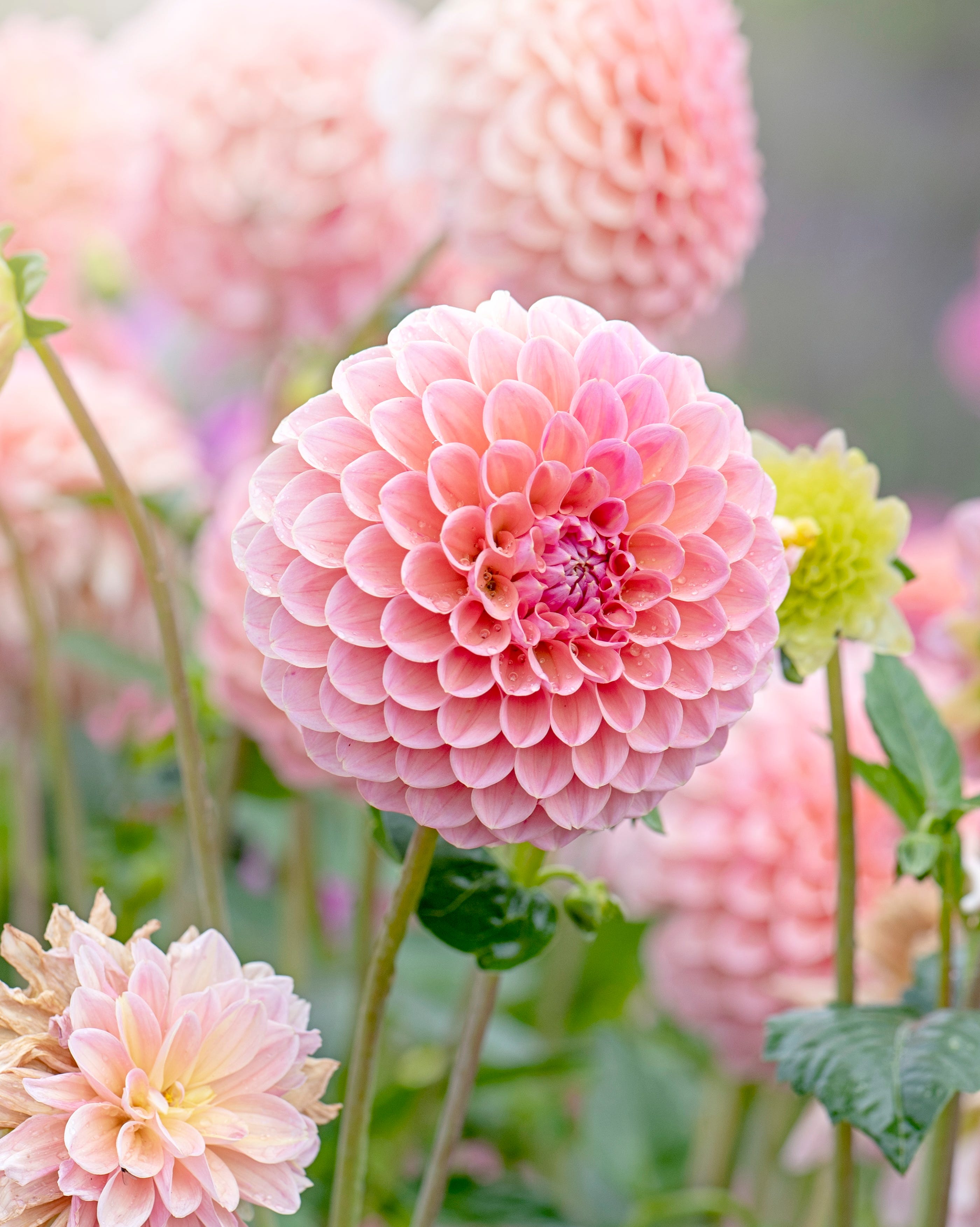 dahlia