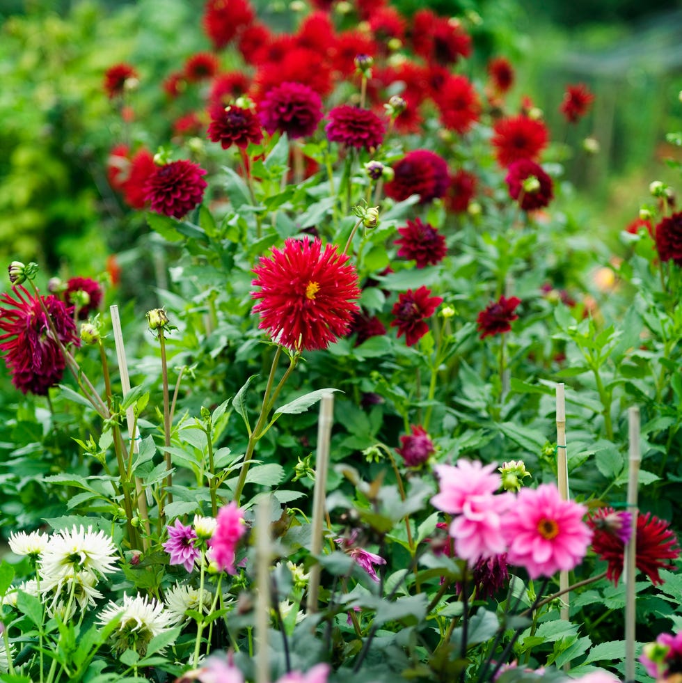 dahlias growing outside