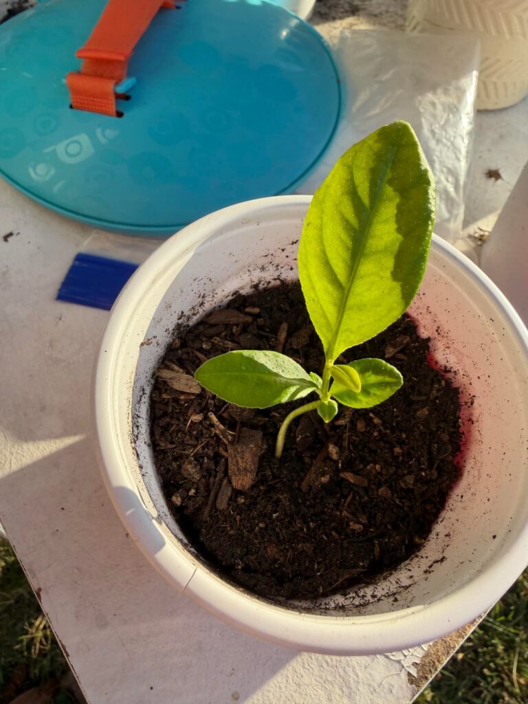 Is this what baby watermelon plants look like?