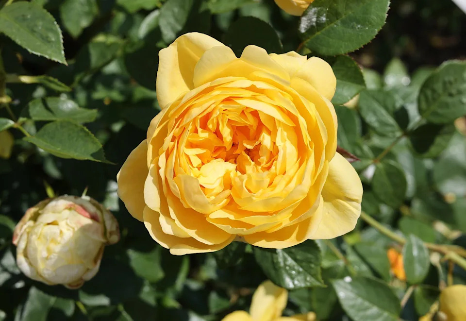 Yellow rose in garden 