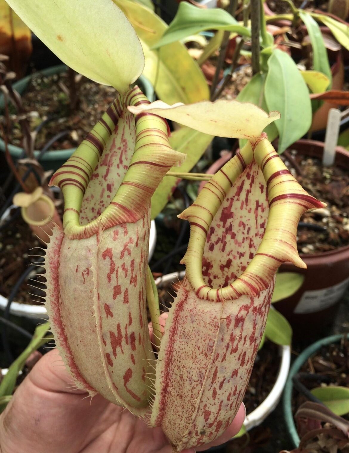 Nepenthes northiana