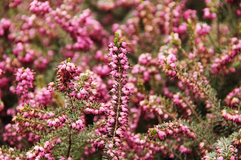 heather plant