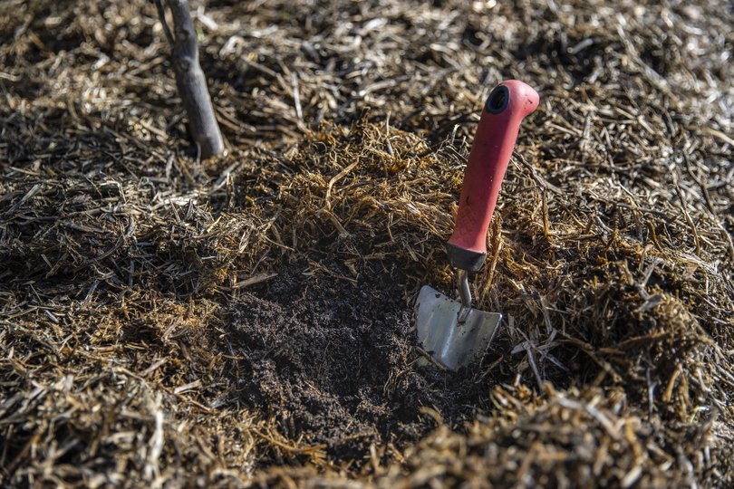 Mulch can help plants during heatwaves.