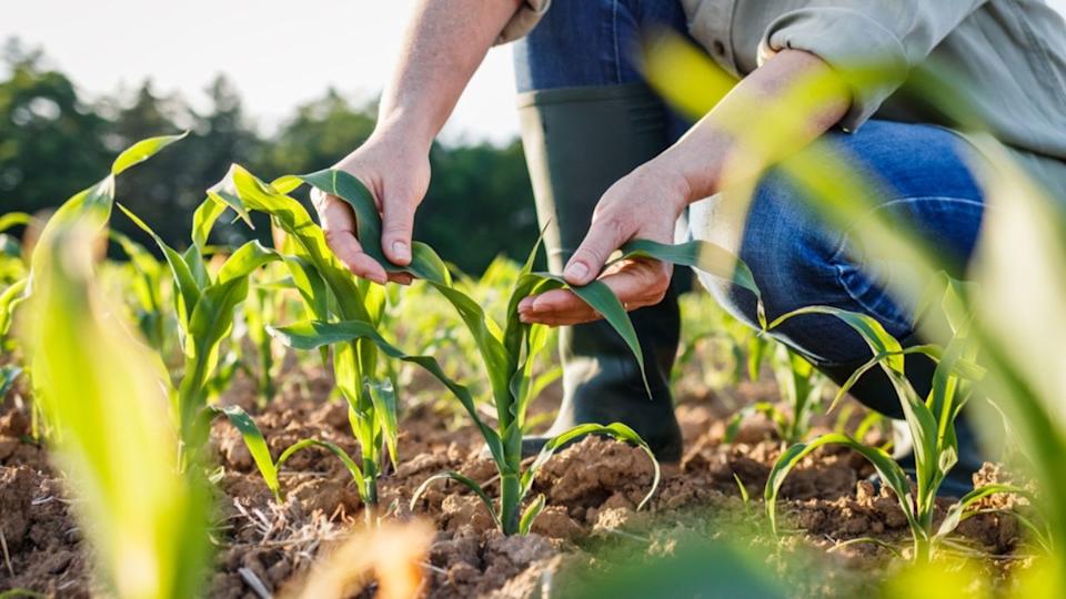 Farmer examining corn plant in field. Agricultural activity at cultivated land. Woman agronomist inspecting maize seedling