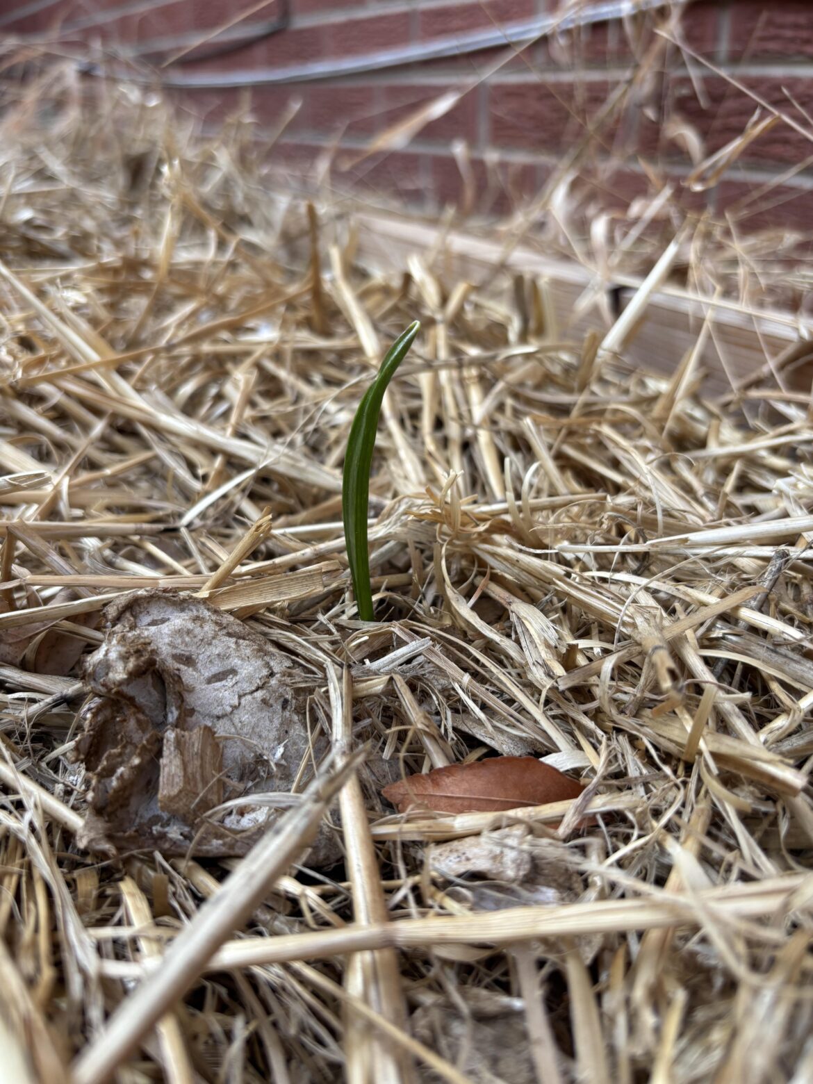 6b garlic sprouted in January