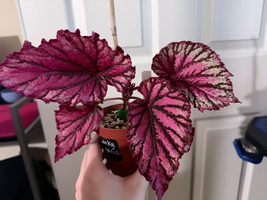 Beautiful Sri Lanka Begonia Rex my Husband picked out for me! Looking for care tips :)