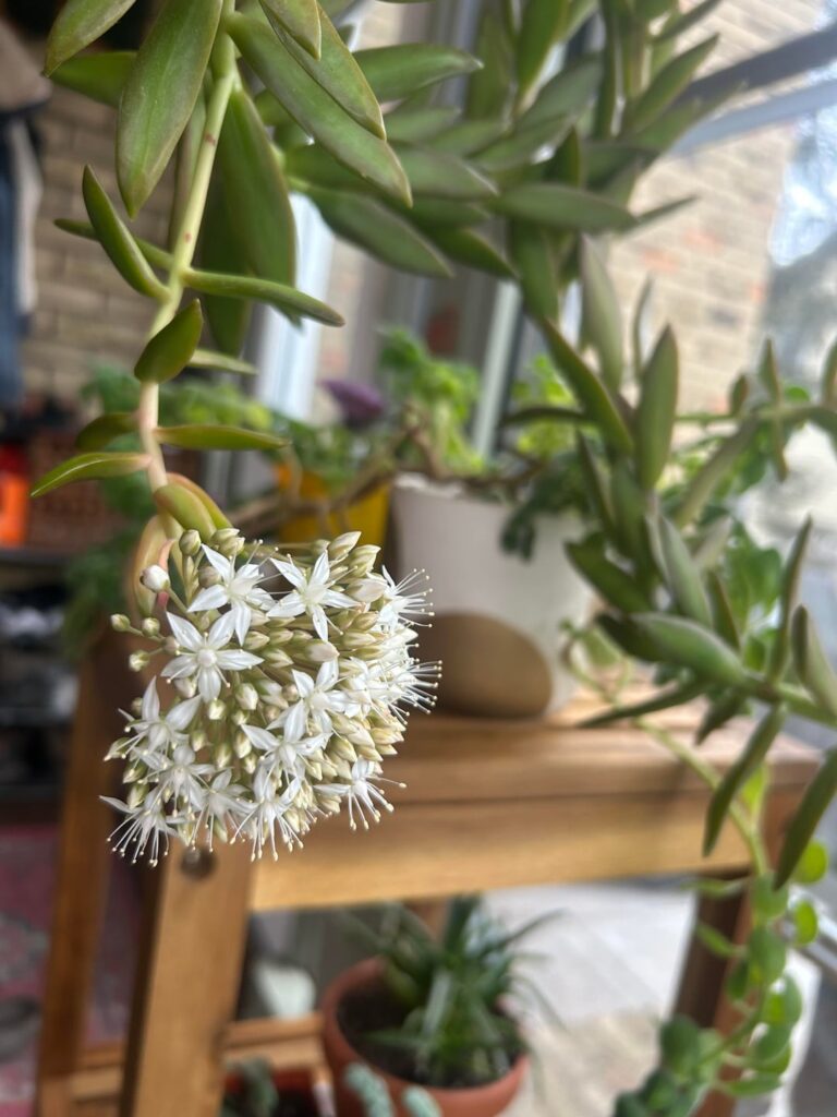 Jade plant blooming!