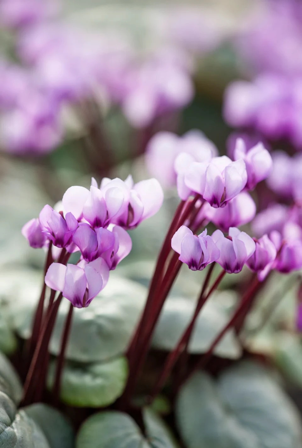 cyclamen flower