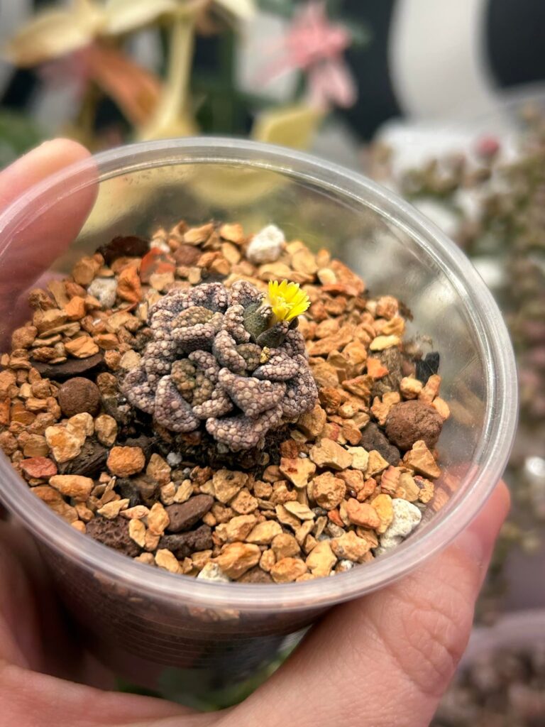 Tiny little titanopsis flower!