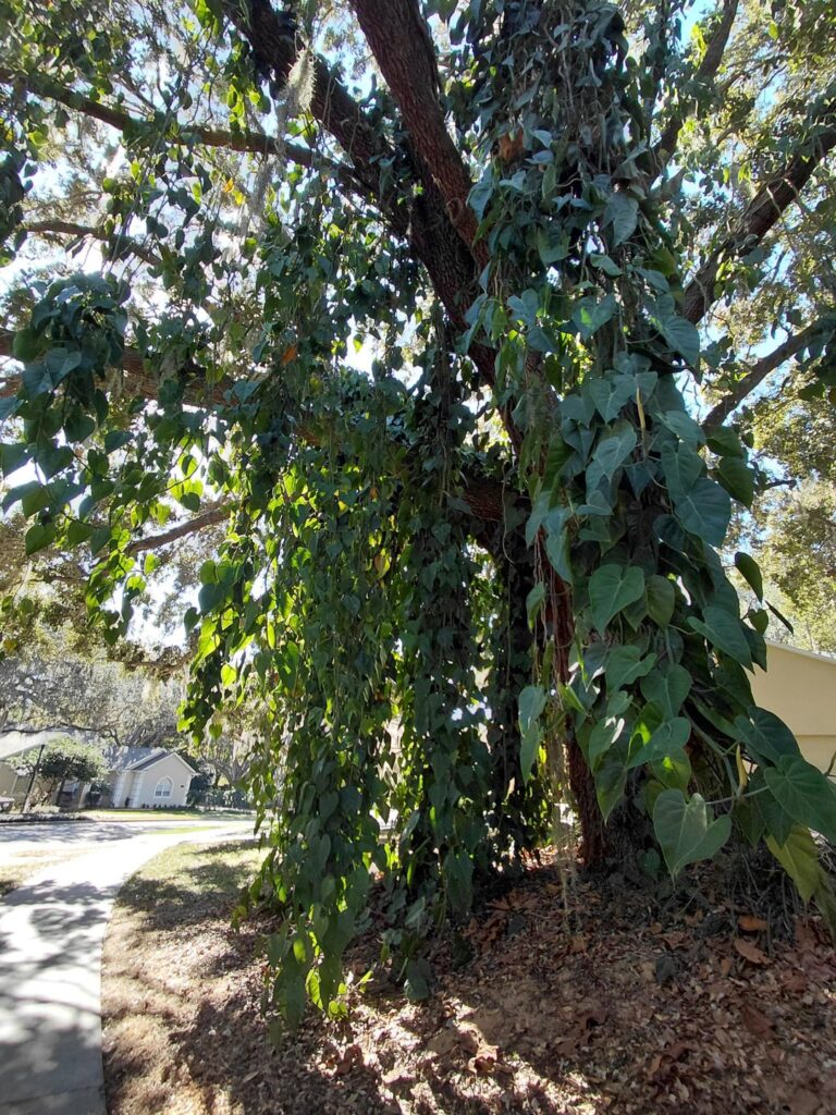 Frost progression on a beautiful philodendron hederaceum