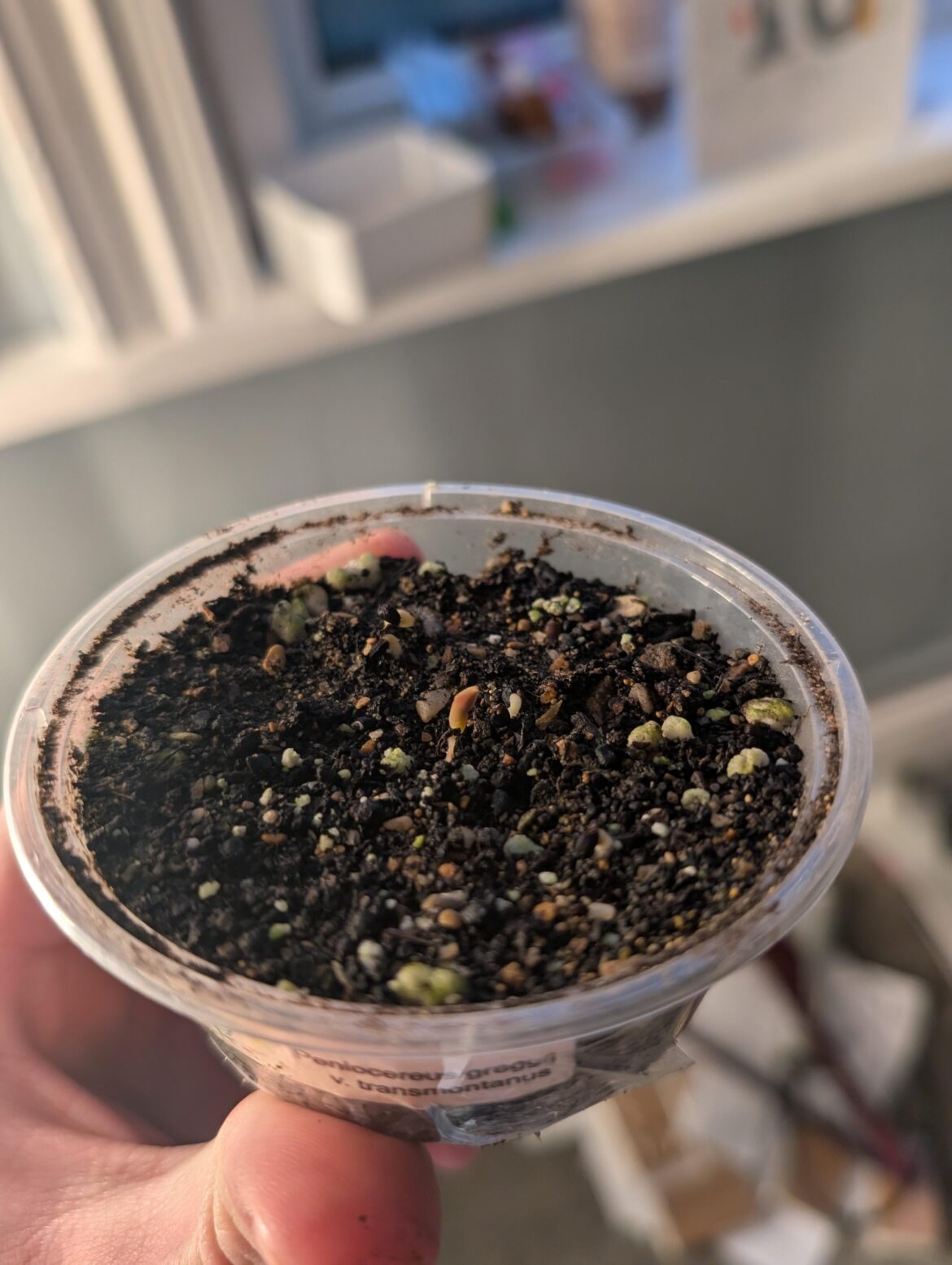 Hot take; Proper germination does not need sterilisation, fungicides or algaecides.