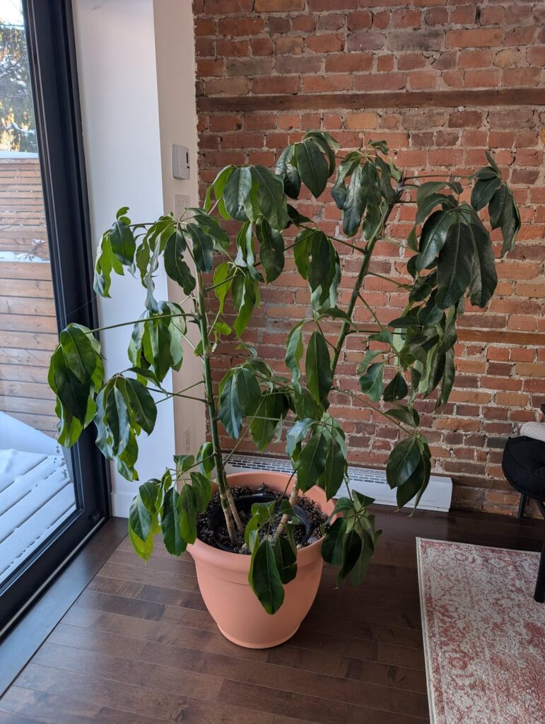 My Schefflera is dying I can't make sense of why