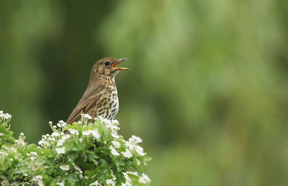 a singing song thrush (turdus philomelos) perched on the top of a flowering hawthorn bush.