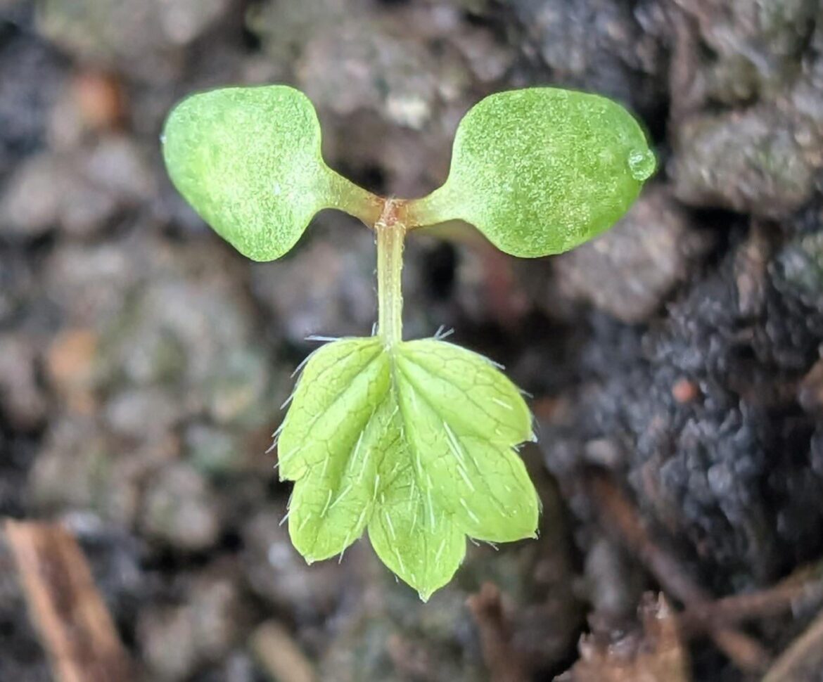Wild Strawberry Seedling 🙂
