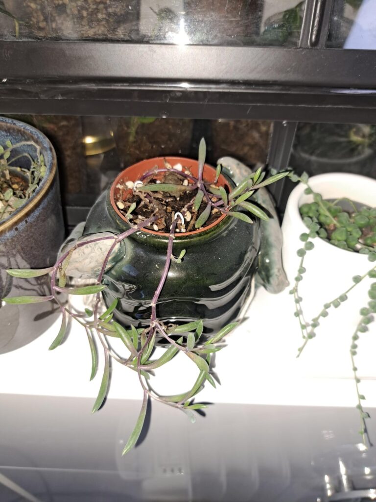 String of rubies help?