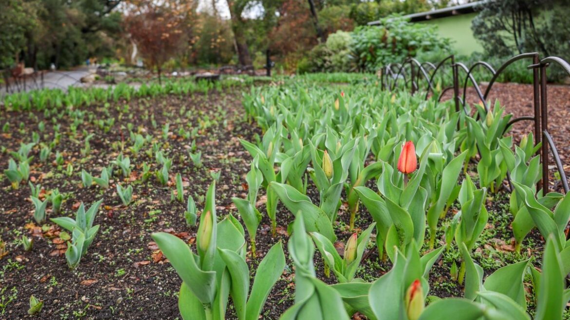 Some of the 30,000+ bulbs planted at Descanso Gardens are popping – NBC Los Angeles Some of the 30,000+ bulbs planted at Descanso Gardens are popping – NBC Los Angeles