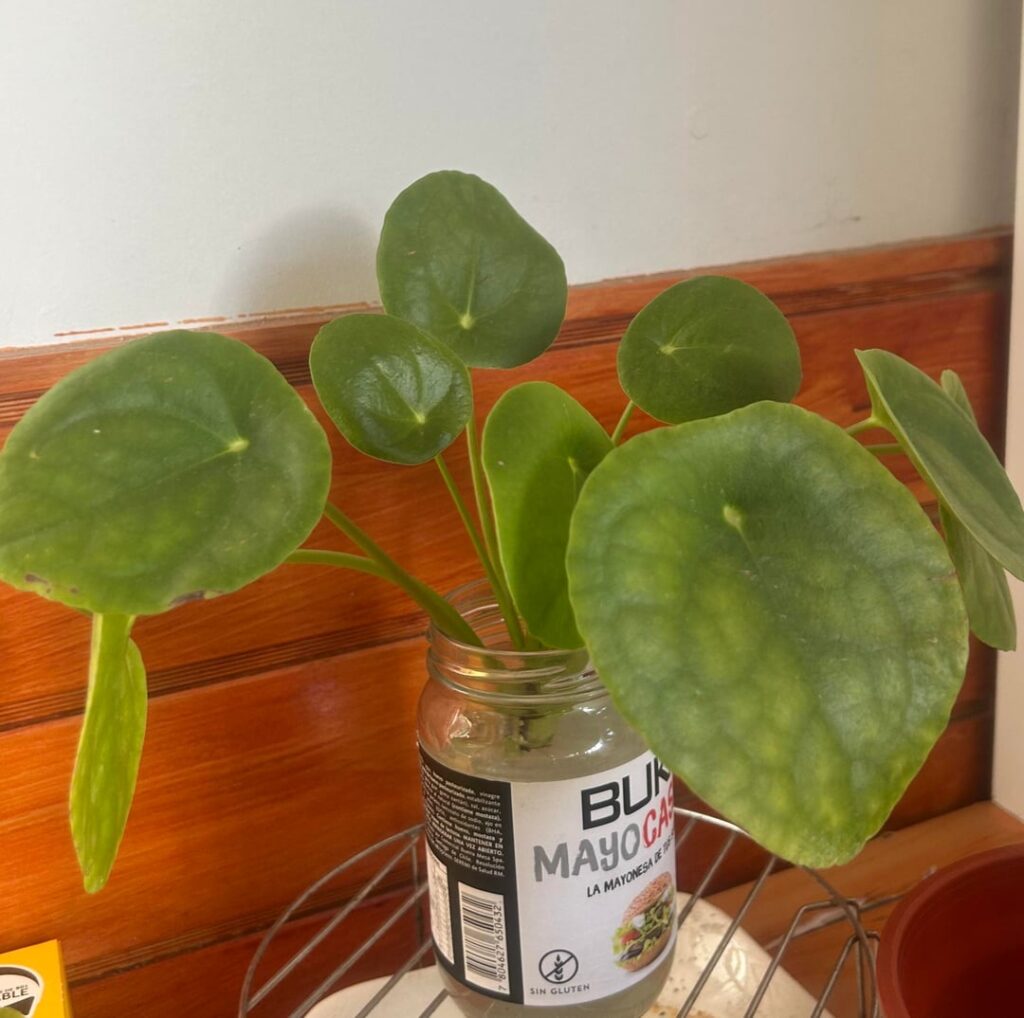 Is my pilea ready to be potted? Is my pilea ready to be potted?