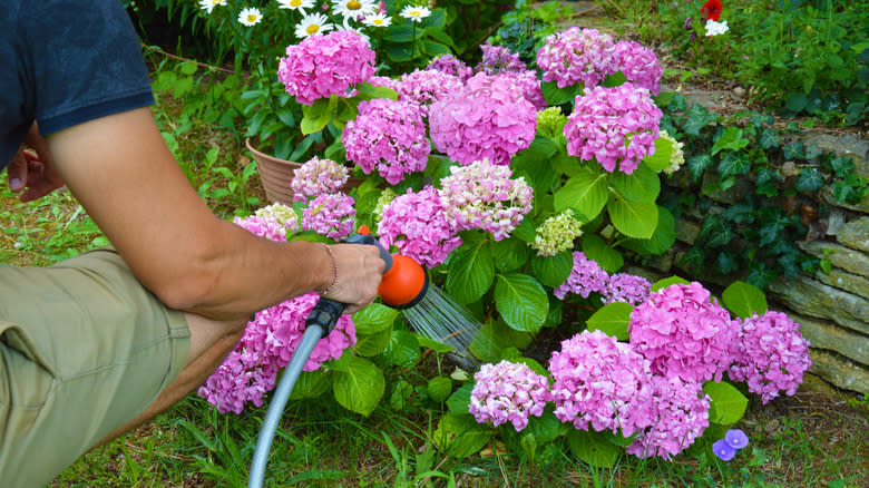 Man waters hydrangeas